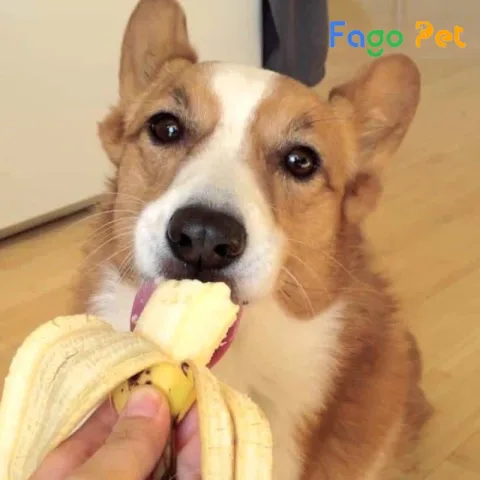 Chó Corgi ăn gì? Hướng dẫn đầy đủ về chế độ ăn uống