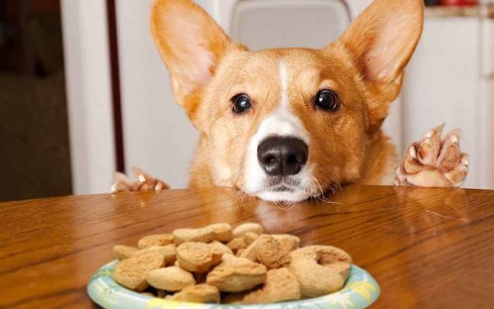 Những thực phẩm cần tránh cho chó Corgi