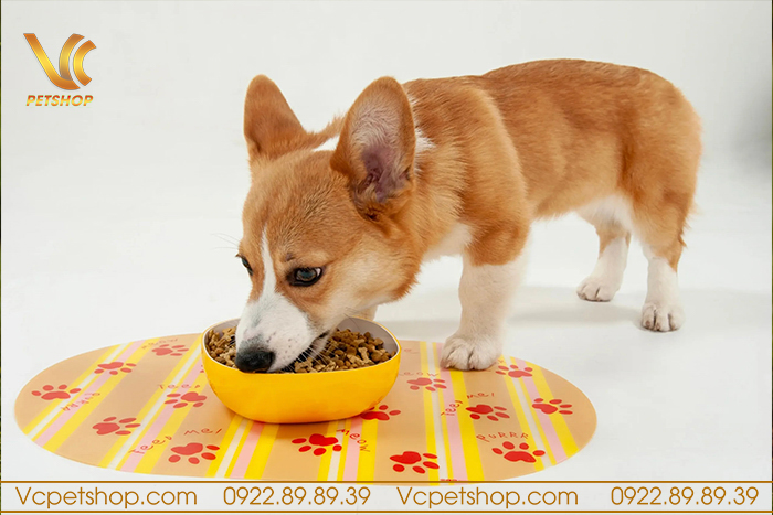 Lịch trình cho ăn và khẩu phần ăn cho chó Corgi