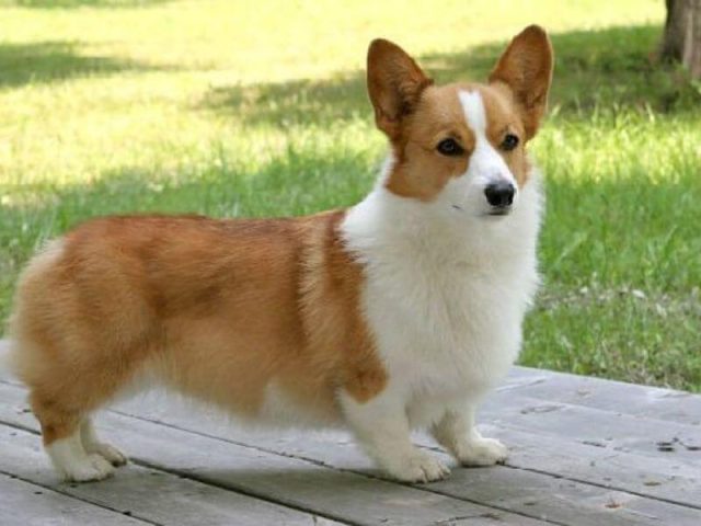 Cách nhận biết chó Corgi có ăn đúng cách hay không