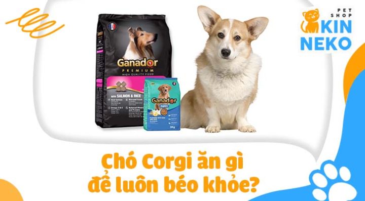 Chó Corgi Ăn Gì Để Đảm Bảo Dinh Dưỡng Và Sức Khỏe Tốt Nhất? Chó Corgi Ăn Gì Để Đảm Bảo Dinh Dưỡng Và Sức Khỏe Tốt Nhất?