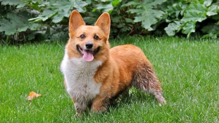 Chó Corgi có đuôi: Đặc điểm và nguồn gốc