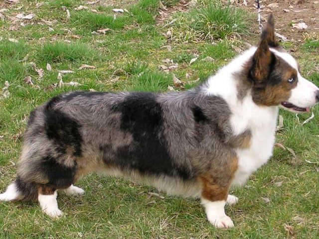 Chó Corgi Có Đuôi: Đặc Điểm, Cách Nuôi Và Chăm Sóc Thú Cưng Này Chó Corgi Có Đuôi: Đặc Điểm, Cách Nuôi Và Chăm Sóc Thú Cưng Này