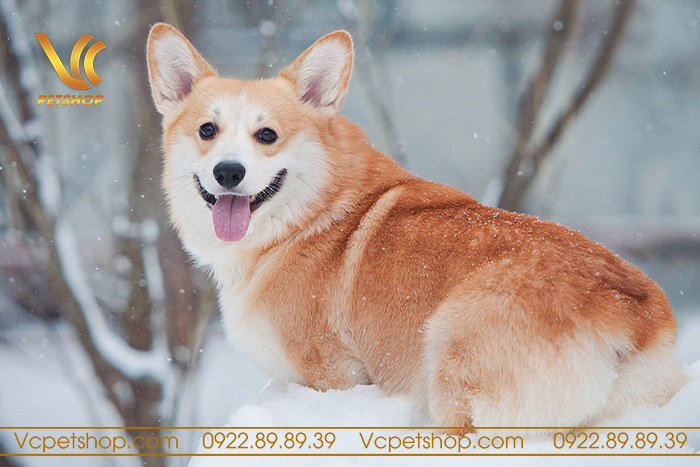 Kinh nghiệm chọn mua chó Corgi có đuôi