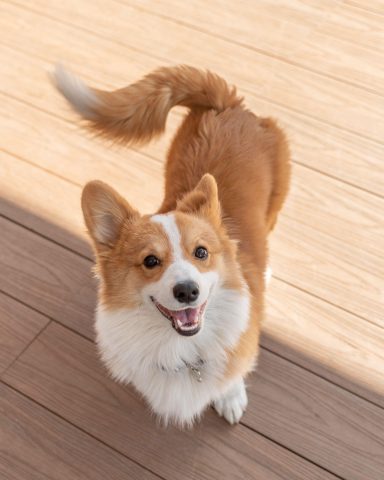 Chó Corgi có đuôi trong văn hóa và truyền thuyết