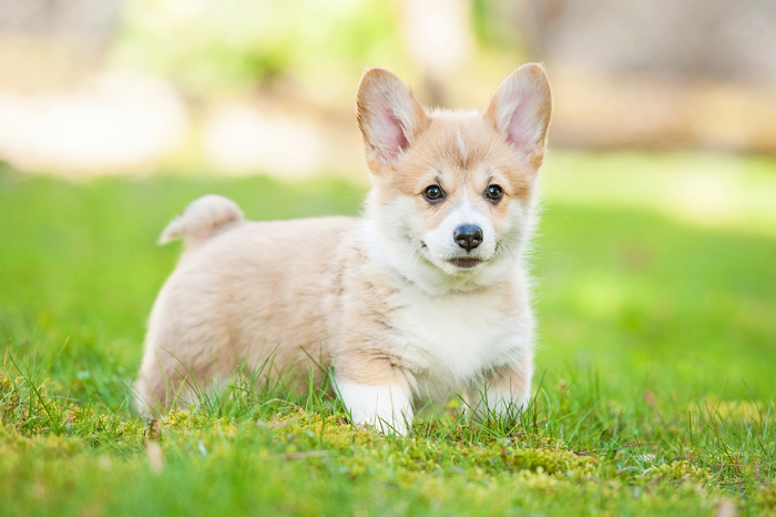 Tại sao chọn chó corgi con làm thú cưng?