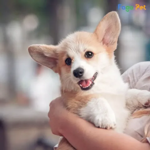 Huấn luyện chó corgi con hiệu quả