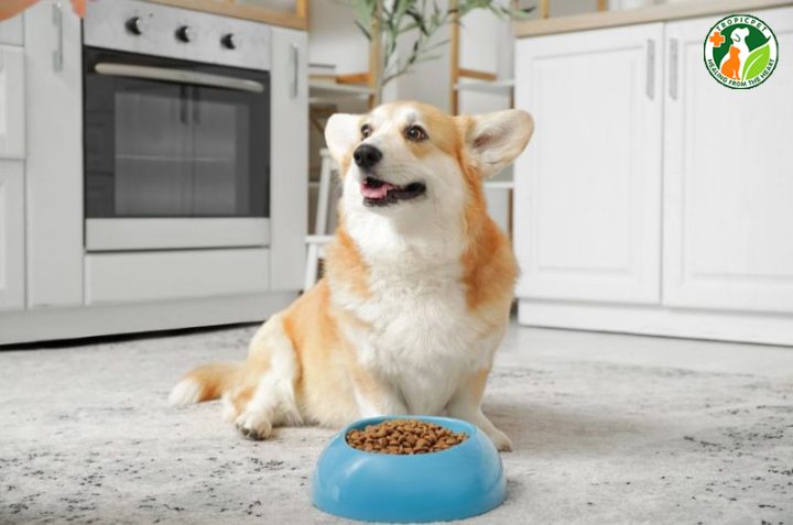 Chó Corgi Con: Đặc Điểm, Cách Chăm Sóc Và Giá Cả Cho Gia Đình Chó Corgi Con: Đặc Điểm, Cách Chăm Sóc Và Giá Cả Cho Gia Đình
