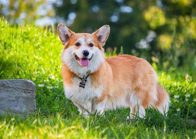 Chó Corgi Cute: Đặc Điểm, Tính Cách Và Cách Chăm Sóc Thú Cưng Này Tại sao chó Corgi lại dễ thương?