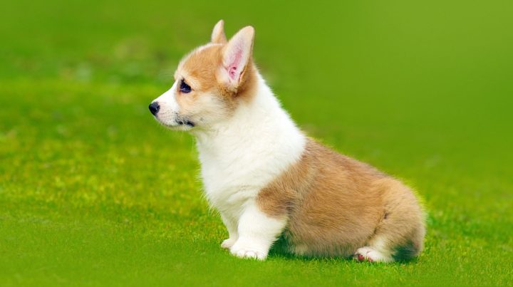 Chó Corgi Cute: Đặc Điểm, Tính Cách Và Cách Chăm Sóc Thú Cưng Này Đặc điểm nổi bật của giống chó Corgi