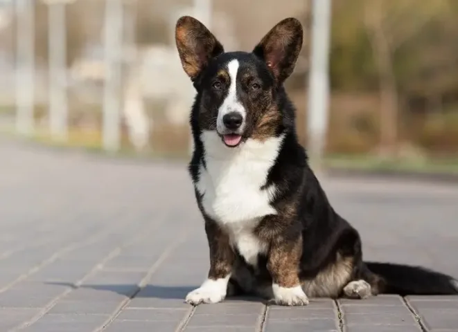 Chó Corgi Đen: Đặc Điểm, Cách Chăm Sóc Và Giá Cả Cho Người Mới Nuôi Đặc điểm nổi bật của chó Corgi đen