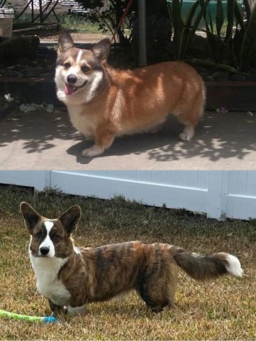 Chó Corgi Đen: Đặc Điểm, Cách Chăm Sóc Và Giá Cả Cho Người Mới Nuôi Lịch sử và nguồn gốc của chó Corgi đen