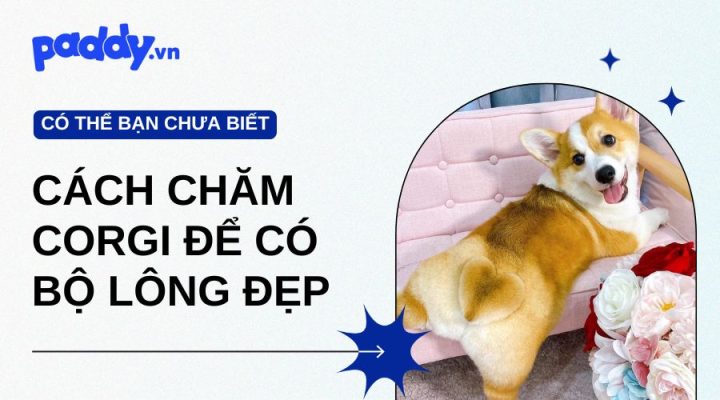 Chó Corgi Đen: Đặc Điểm, Cách Chăm Sóc Và Giá Cả Cho Người Mới Nuôi Chăm sóc chó Corgi đen đúng cách