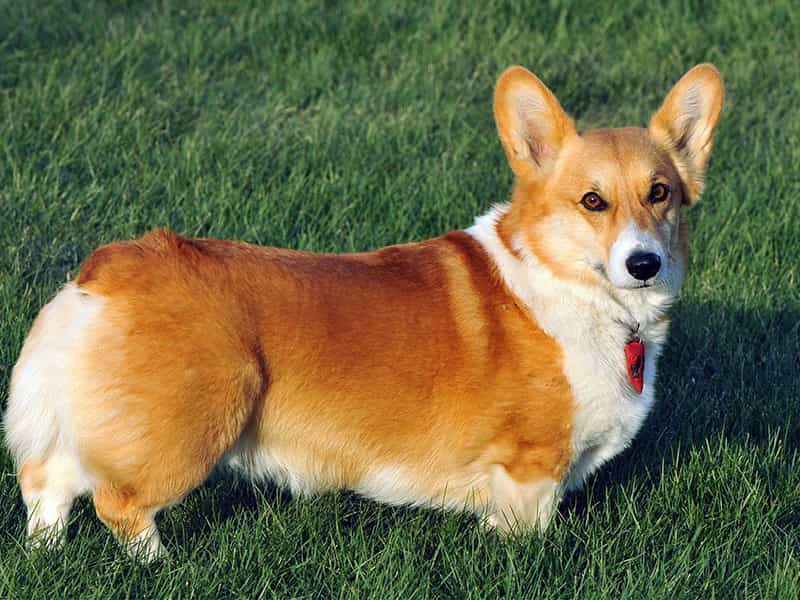 Chó Corgi Đen: Đặc Điểm, Cách Chăm Sóc Và Giá Cả Cho Người Mới Nuôi Huấn luyện chó Corgi đen hiệu quả