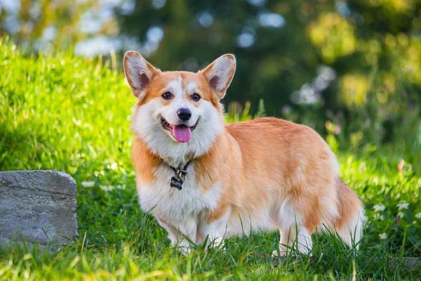 Chó Corgi Đen: Đặc Điểm, Cách Chăm Sóc Và Giá Cả Cho Người Mới Nuôi Các vấn đề sức khỏe thường gặp ở chó Corgi đen