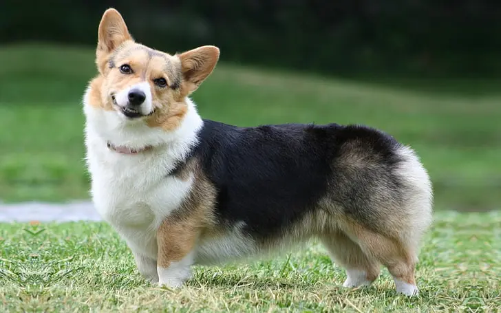 Chó Corgi Đen: Đặc Điểm, Cách Chăm Sóc Và Giá Cả Cho Người Mới Nuôi Những điều cần biết khi nuôi chó Corgi đen