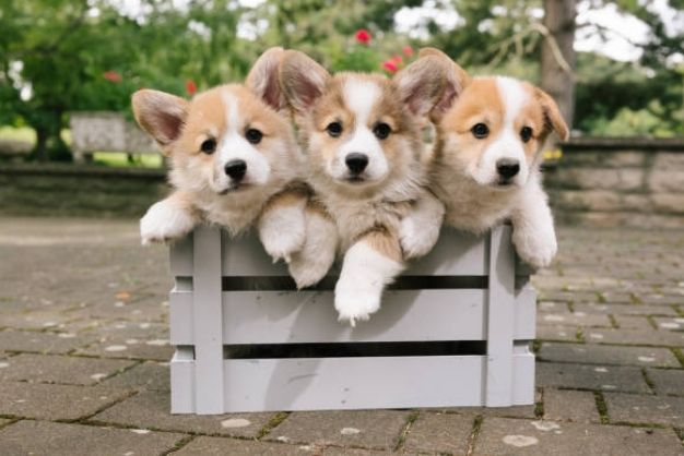 Các yếu tố ảnh hưởng đến giá chó Corgi