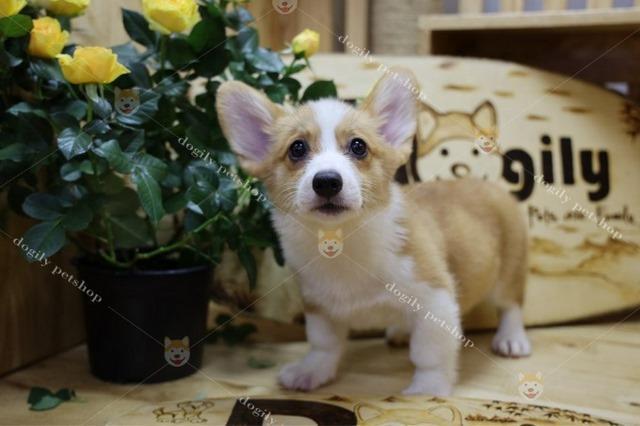 Những lưu ý khi mua chó Corgi