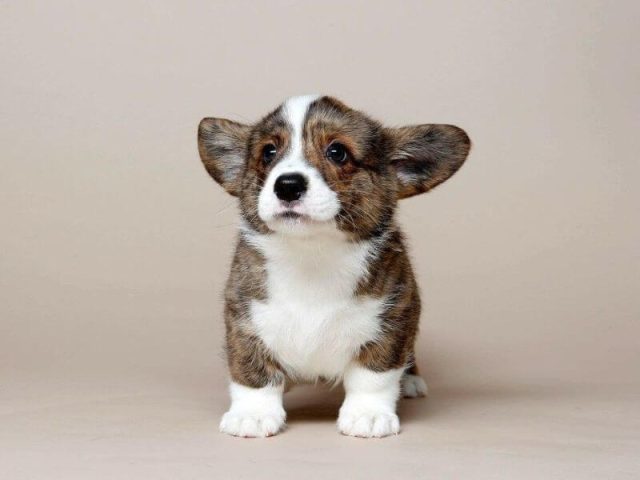 Chó Corgi Không Đuôi: Đặc Điểm, Tính Cách Và Cách Chăm Sóc Hiệu Quả Tổng quan về chó corgi không đuôi