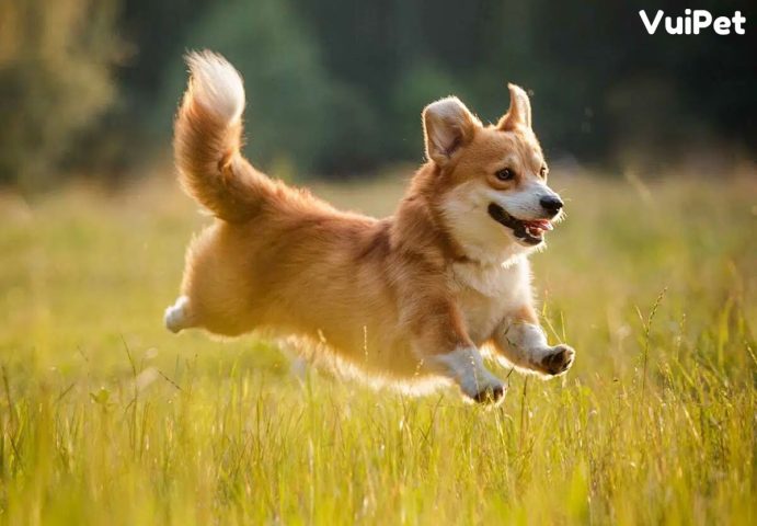 Chó Corgi Không Đuôi: Đặc Điểm, Tính Cách Và Cách Chăm Sóc Hiệu Quả Tại sao chó corgi không đuôi lại trở nên phổ biến?