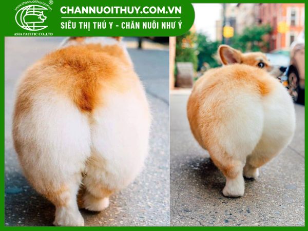 Chó Corgi Không Đuôi: Đặc Điểm, Tính Cách Và Cách Chăm Sóc Hiệu Quả Cách chăm sóc chó corgi không đuôi đúng cách
