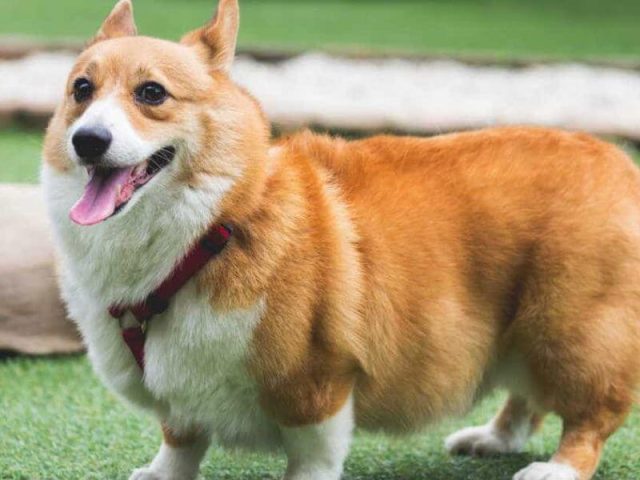Chó Corgi Không Đuôi: Đặc Điểm, Tính Cách Và Cách Chăm Sóc Hiệu Quả Huấn luyện chó corgi không đuôi hiệu quả