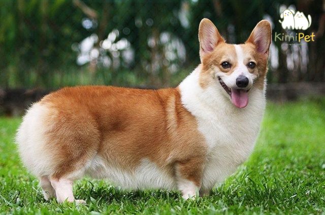 Chó Corgi lai: Giới thiệu và đặc điểm nổi bật