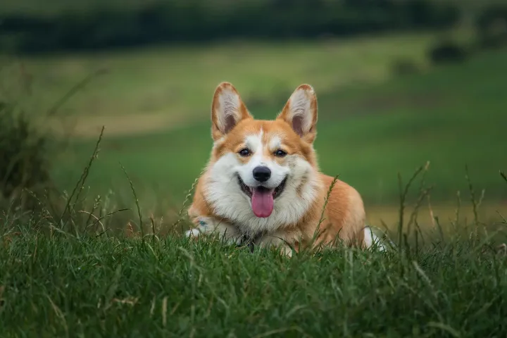 Lợi ích khi nuôi chó Corgi lai
