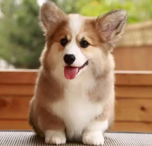 Cách chăm sóc chó Corgi lai đúng cách