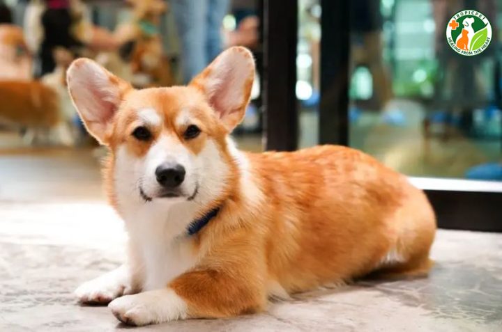 Tìm hiểu về sự lai tạo giữa Corgi và các giống chó khác