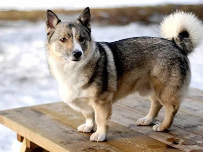 Chó Corgi Lai Chó Ta: Đặc Điểm, Chăm Sóc Và Giá Cả Của Giống Chó Độc Đáo Đặc điểm nổi bật của chó Corgi lai chó ta