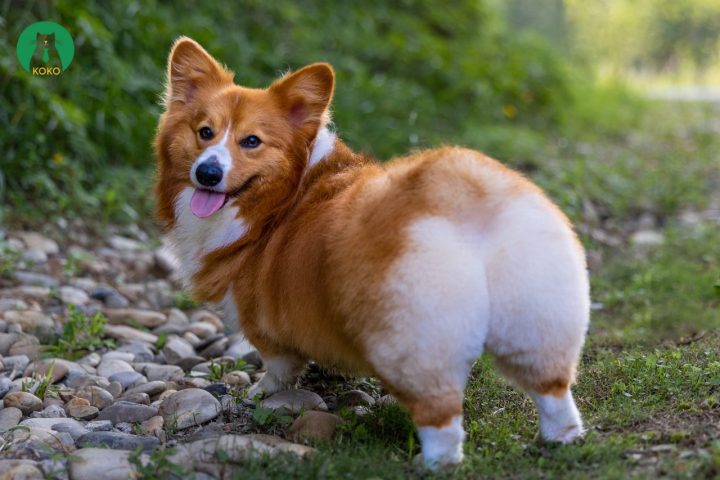 Chó Corgi Lai Chó Ta: Đặc Điểm, Chăm Sóc Và Giá Cả Của Giống Chó Độc Đáo Tính cách và hành vi của chó Corgi lai chó ta