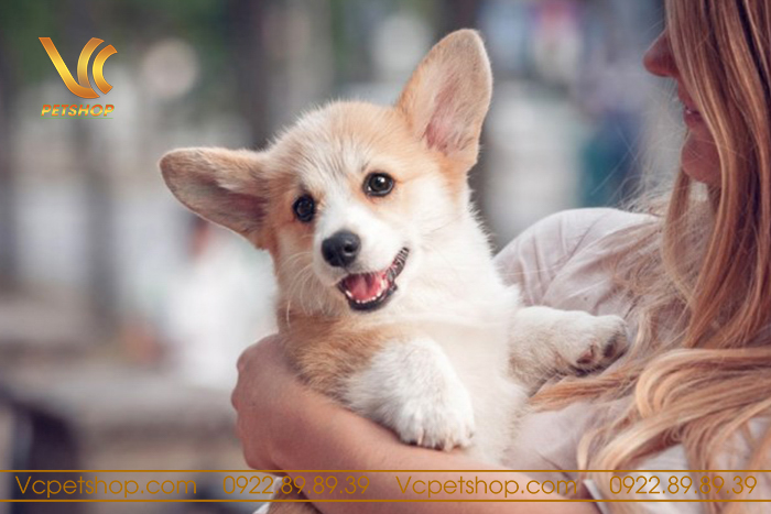 Chó Corgi Lai Chó Ta: Đặc Điểm, Chăm Sóc Và Giá Cả Của Giống Chó Độc Đáo Cách chăm sóc và nuôi dưỡng chó Corgi lai chó ta