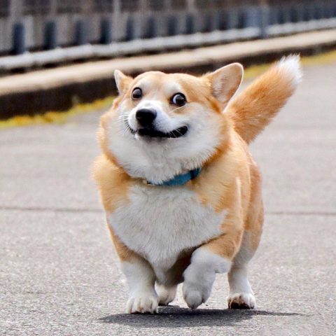 Chó Corgi Lai Nhật: Đặc Điểm, Cách Chăm Sóc Và Giá Bán Tại Việt Nam Chó Corgi Lai Nhật: Đặc Điểm, Cách Chăm Sóc Và Giá Bán Tại Việt Nam