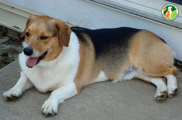 Tính cách và hành vi của chó Corgi lai Nhật
