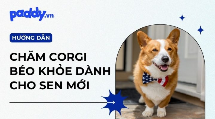 Chế độ dinh dưỡng phù hợp cho chó Corgi lai Nhật