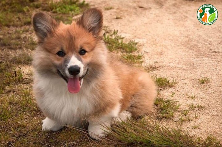 Những lưu ý khi nuôi chó Corgi lai Nhật