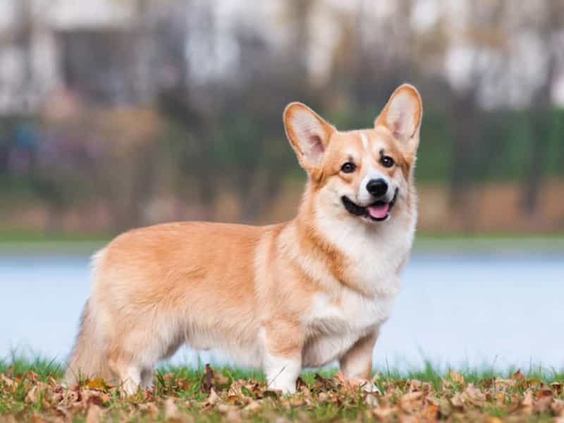 Chó Corgi Mông To: Đặc Điểm, Cách Nuôi Và Giá Cả Bạn Cần Biết Chó Corgi mông to  Đặc điểm nổi bật