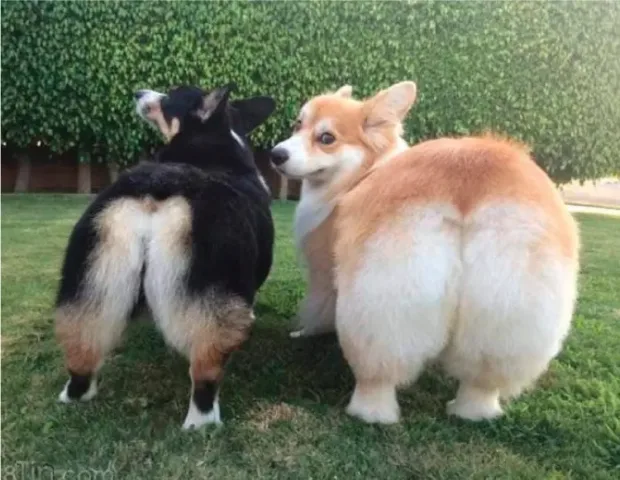 Chó Corgi Mông To: Đặc Điểm, Cách Nuôi Và Giá Cả Bạn Cần Biết Những điều cần lưu ý khi nuôi chó Corgi mông to