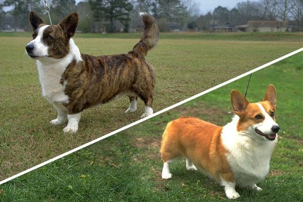 Chó Corgi Mông To: Đặc Điểm, Cách Nuôi Và Giá Cả Bạn Cần Biết So sánh chó Corgi mông to với các giống chó khác