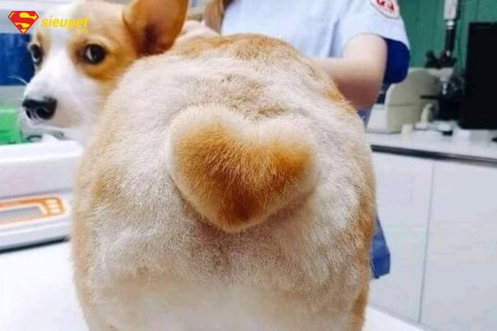 Chó Corgi Mông Trái Tim: Đặc Điểm, Tính Cách Và Cách Chăm Sóc Tuyệt Vời Tại sao chó Corgi lại có mông hình trái tim?