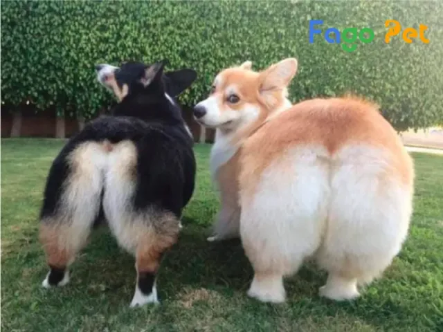 Chó Corgi Mông Trái Tim: Đặc Điểm, Tính Cách Và Cách Chăm Sóc Tuyệt Vời Cách chăm sóc chó Corgi mông trái tim