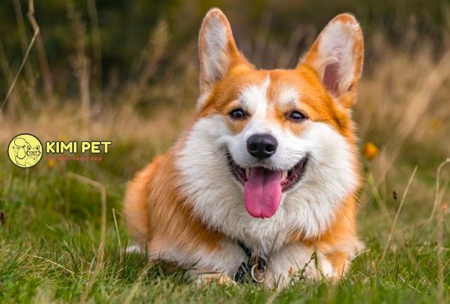 Chó Corgi Mông Trái Tim: Đặc Điểm, Tính Cách Và Cách Chăm Sóc Tuyệt Vời Những điều cần biết khi nuôi chó Corgi