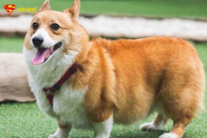 Chó Corgi Mông Trái Tim: Đặc Điểm, Tính Cách Và Cách Chăm Sóc Tuyệt Vời Chó Corgi mông trái tim trong văn hóa và truyền thuyết