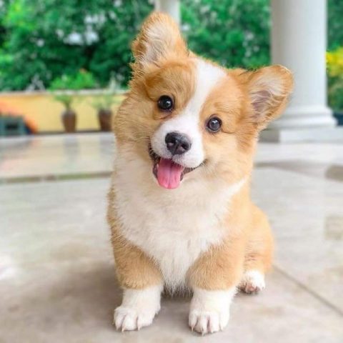 Chó Corgi Mông Trái Tim: Đặc Điểm, Tính Cách Và Cách Chăm Sóc Tuyệt Vời Những giống chó Corgi phổ biến hiện nay
