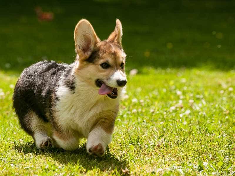 Đặc điểm nổi bật của chó corgi thuần chủng
