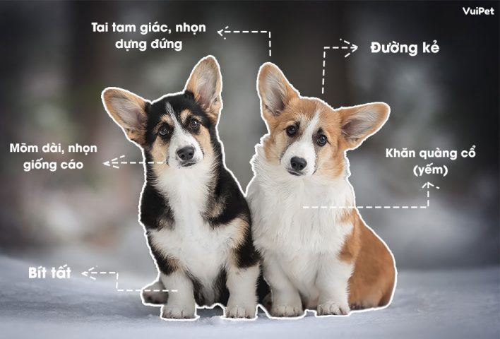 Cách chăm sóc chó corgi thuần chủng đúng cách