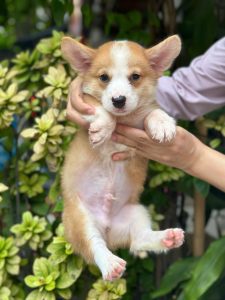 Dinh dưỡng cho chó corgi thuần chủng