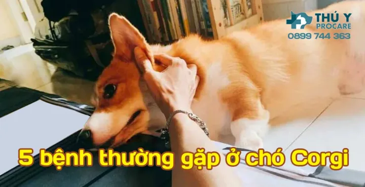 Những vấn đề sức khỏe thường gặp ở chó corgi thuần chủng