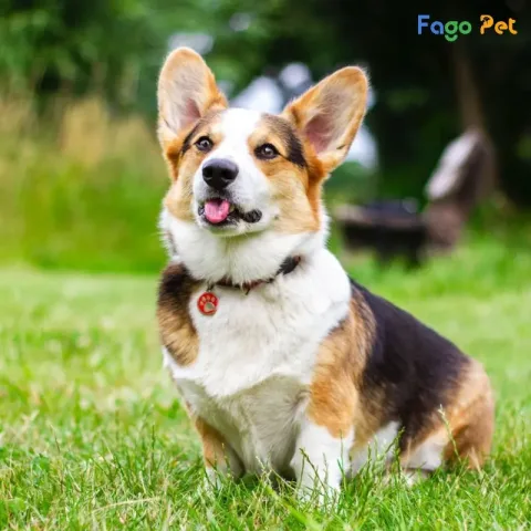 Cách huấn luyện chó corgi thuần chủng hiệu quả